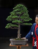 Bonsai ID539:Tsuyama Hinoki(สนฮิโนกิ)