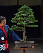Bonsai ID539:Tsuyama Hinoki(สนฮิโนกิ) - Image 3