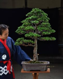 Bonsai ID539:Tsuyama Hinoki(สนฮิโนกิ) - Image 3
