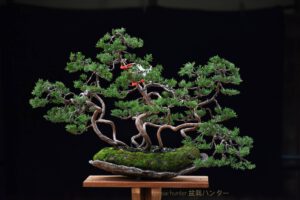 Bonsai ID529 : บอนไซสน Shimpaku - Image 2