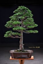 Bonsai ID539:Tsuyama Hinoki(สนฮิโนกิ) - Image 2