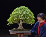 Bonsai ID541:Kaede Maple (เมเปิ้ล) - Image 2