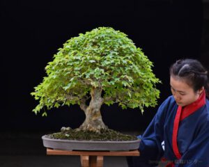 Bonsai ID541:Kaede Maple (เมเปิ้ล) - Image 2