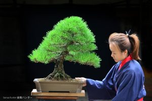 Tree ID 232 : Japanese Black Pine - Image 3