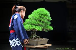 Tree ID 232 : Japanese Black Pine - Image 2