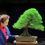 Tree ID 232 : Japanese Black Pine