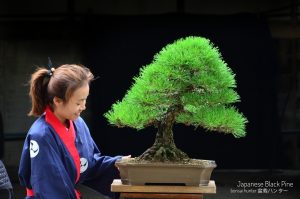 Tree ID 232 : Japanese Black Pine