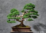 Tree ID 201 : Itoigawa Shimpaku