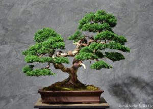 Tree ID 201 : Itoigawa Shimpaku
