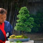 Tree ID 288 : Sawara Hinoki
