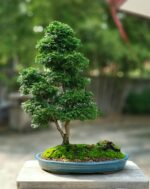 Tree ID 288 : Sawara Hinoki - Image 2