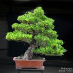 Tree ID 276 : บอนไซสนใบพาย