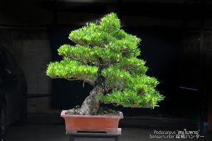 Tree ID 276 : บอนไซสนใบพาย
