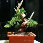 Tree ID 286 : Shimpaku