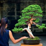 Tree ID 186 : Itoigawa Shimpaku