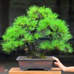 Code 008 : Japanese Black Pine