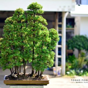 Tosho Forest บอนไซโตโช