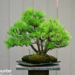 Code 060 : Japanese Black Pine