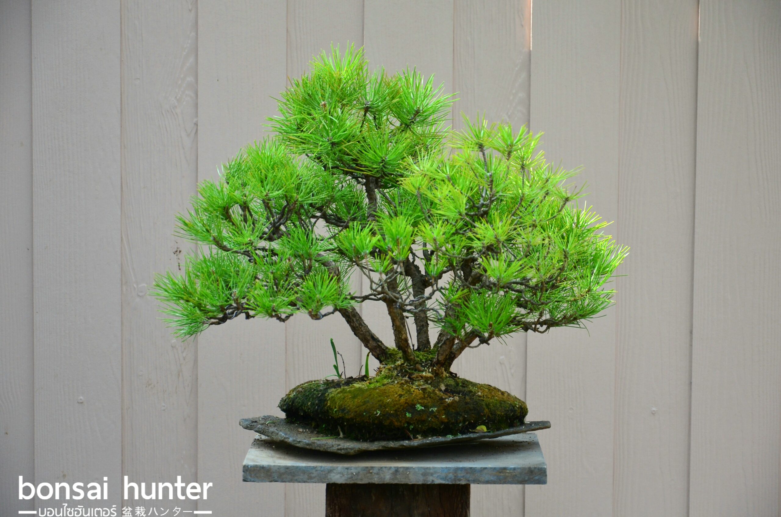 20180128_125052 Code 060 : Japanese Black Pine - Image 1