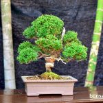 Code 068 : Itoigawa Shimpaku