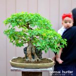 Code 051 : Japanese Maple (Kaede)