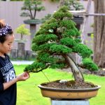 Code 049 : Itoigawa Shimpaku