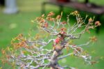 Code 051 : Japanese Maple (Kaede) - Image 2
