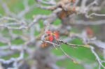 Code 051 : Japanese Maple (Kaede) - Image 3