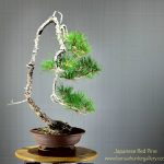 Code 055 : Japanese Red Pine