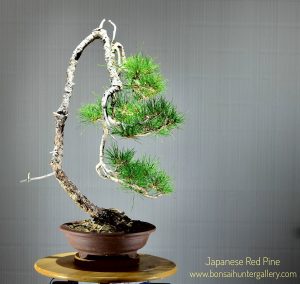Code 055 : Japanese Red Pine