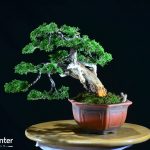 Code 058 : Itoigawa Shimpaku