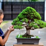 Code 062: Itoigawa Shimpaku