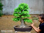 Code 070 : Japanese Maple