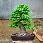 Code 070 : Japanese Maple