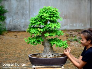 Code 070 : Japanese Maple