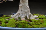 Code 099 : Japanese Maple - Image 4