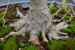 Code 099 : Japanese Maple - Image 5