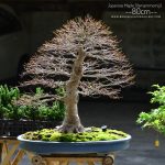 Code 099 : Japanese Maple