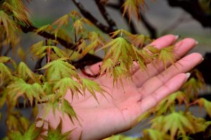 Code 100 : Japanese Maple - Image 2