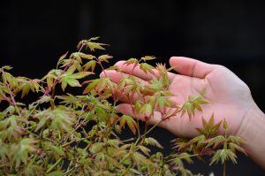 Code 100 : Japanese Maple - Image 3