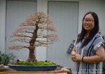 Code 099 : Japanese Maple - Image 8