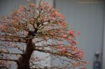 Code 099 : Japanese Maple - Image 9