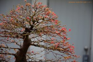 Code 099 : Japanese Maple - Image 9