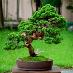 Code 103 : Itoigawa Shimpaku