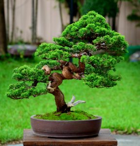 Code 103 : Itoigawa Shimpaku