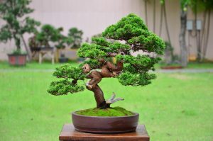 Code 103 : Itoigawa Shimpaku - Image 4