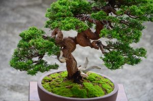 Code 103 : Itoigawa Shimpaku - Image 3