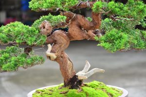 Code 103 : Itoigawa Shimpaku - Image 2