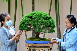 Code 102 : Hinoki - Image 2