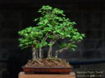 Code 117 : Japanese Maple (Kaede)
